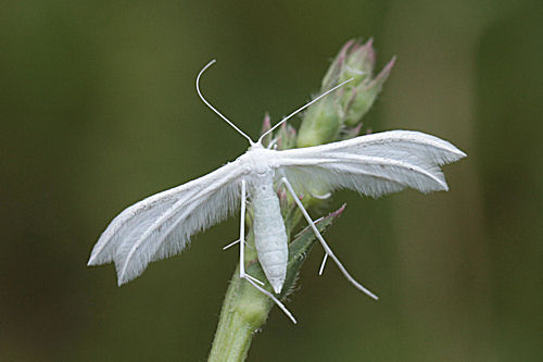 Pterophoridae indet.: Bild 4