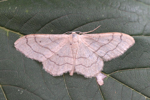 Idaea aversata: Bild 6