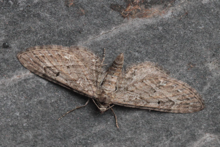 Eupithecia ochridata: Bild 3