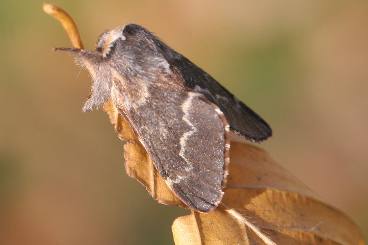 Poecilocampa populi: Bild 8