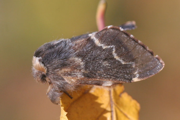 Poecilocampa populi: Bild 9