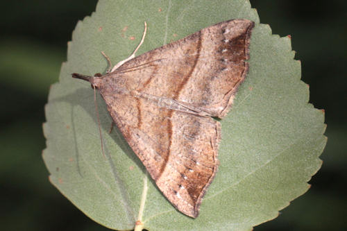 Hypena proboscidalis: Bild 1