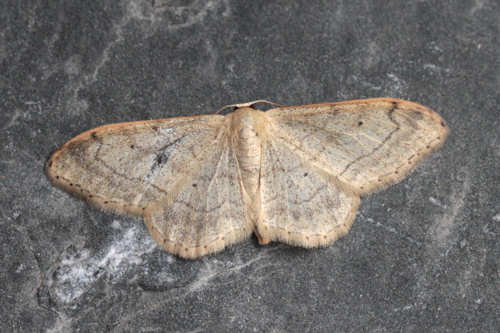 Idaea aversata: Bild 7