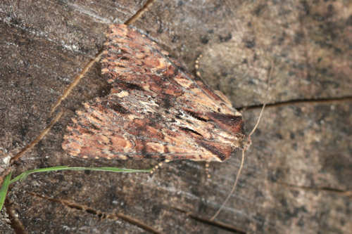 Apamea crenata: Bild 11