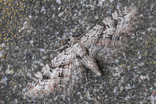 Eupithecia pusillata: Bild 14