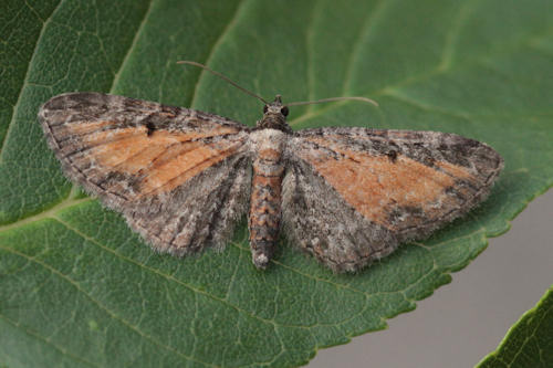 Eupithecia icterata: Bild 13