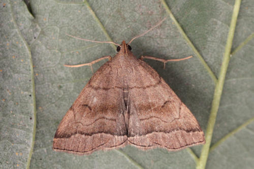 Herminia tarsicrinalis: Bild 7