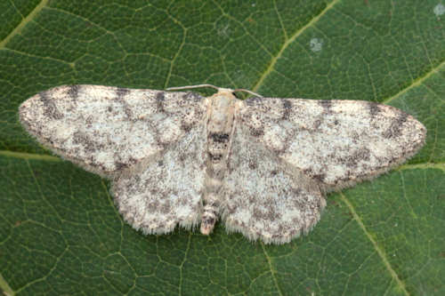 Idaea contiguaria: Bild 7