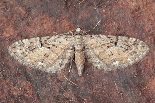 Eupithecia pusillata: Bild 17