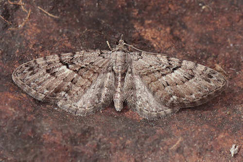 Eupithecia pusillata: Bild 19