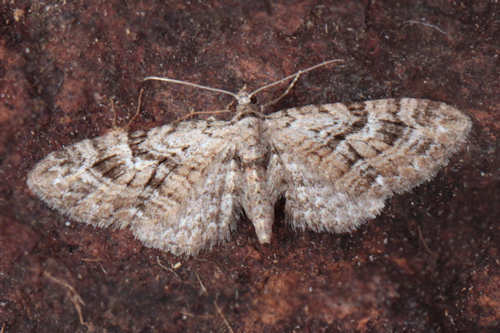 Eupithecia pusillata: Bild 20