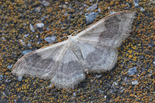 Idaea aversata: Bild 26