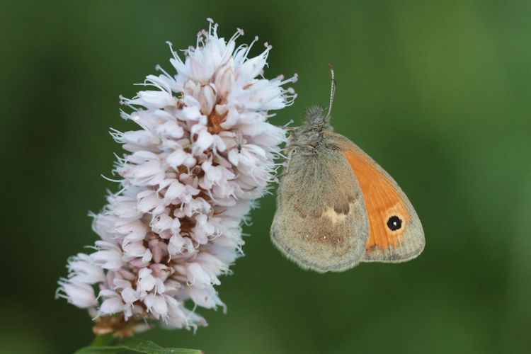 Coenonympha pamphilus: Bild 2