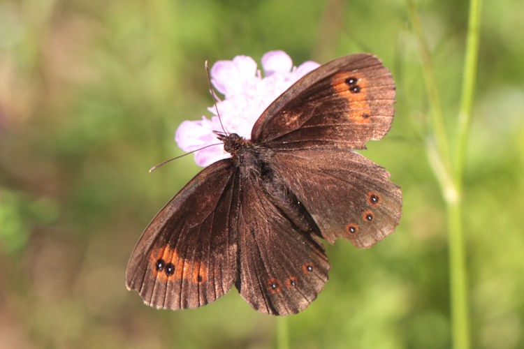 Erebia aethiops rubria: Bild 1