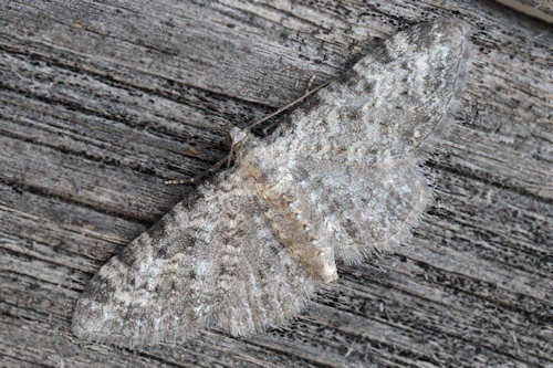 Eupithecia impurata: Bild 7