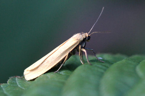 Eilema palliatella: Bild 6