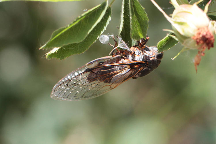 Cicadatra persica: Bild 1