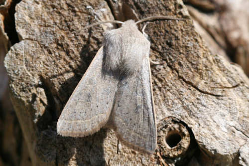 Orthosia gracilis: Bild 1