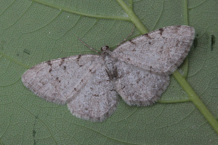 Aethalura punctulata: Bild 6