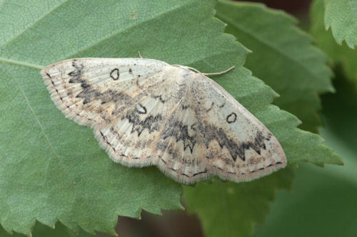 Cyclophora annularia: Bild 10