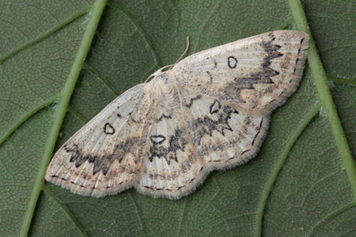 Cyclophora annularia: Bild 11