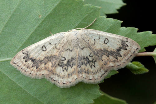 Cyclophora annularia: Bild 12