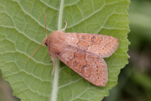 Orthosia miniosa: Bild 9