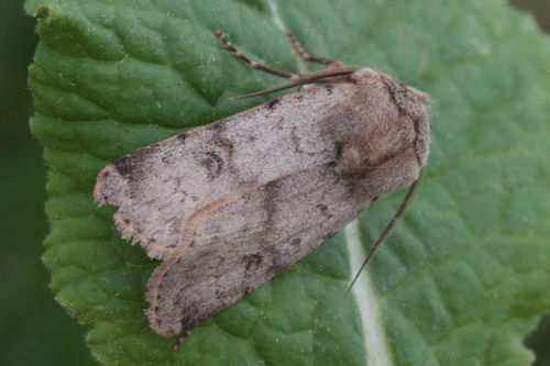 Agrotis cinerea: Bild 1