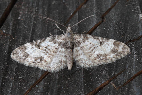 Eupithecia irriguata: Bild 26