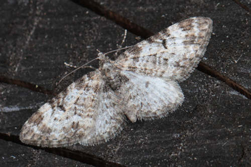 Eupithecia irriguata: Bild 27