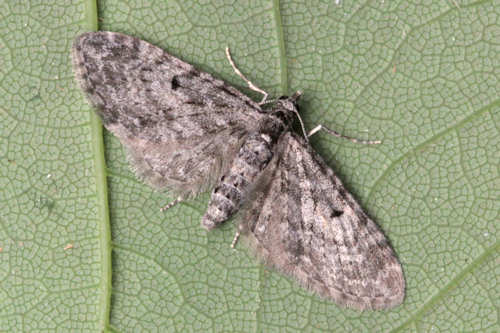 Eupithecia lariciata: Bild 21