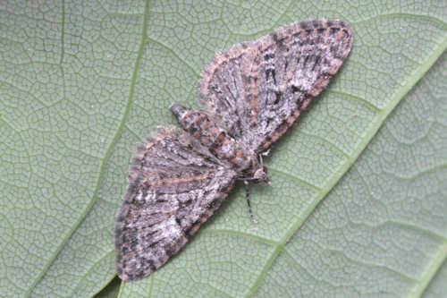 Eupithecia dodoneata: Bild 23