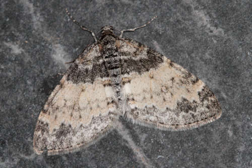 Lobophora halterata: Bild 1