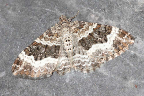 Epirrhoe alternata: Bild 2