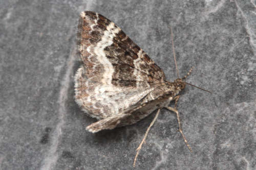 Epirrhoe alternata: Bild 3