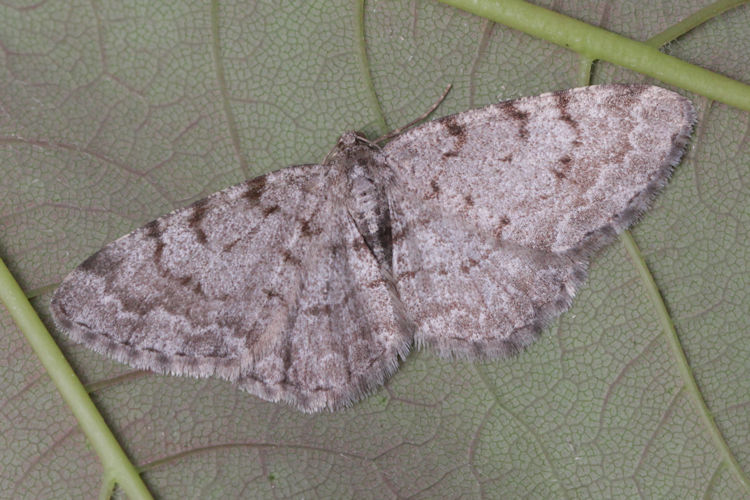 Aethalura punctulata: Bild 2