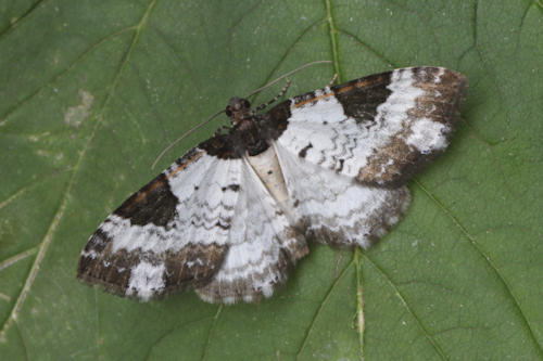 Melanthia procellata: Bild 4