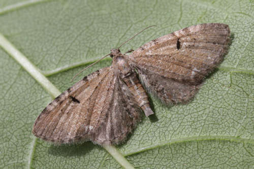 Eupithecia assimilata: Bild 9