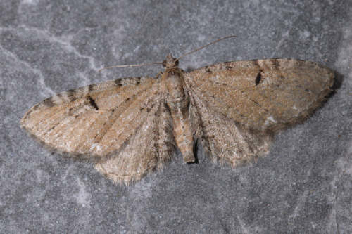 Eupithecia assimilata: Bild 11