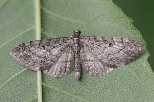 Eupithecia lariciata: Bild 7