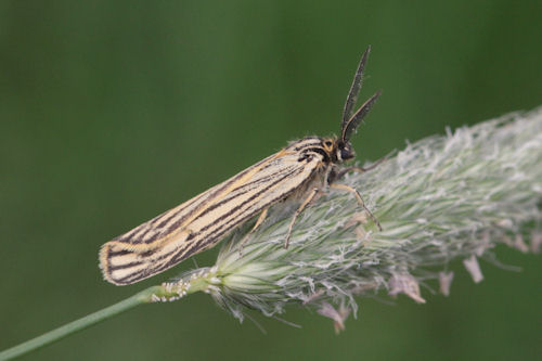 Coscinia striata: Bild 2