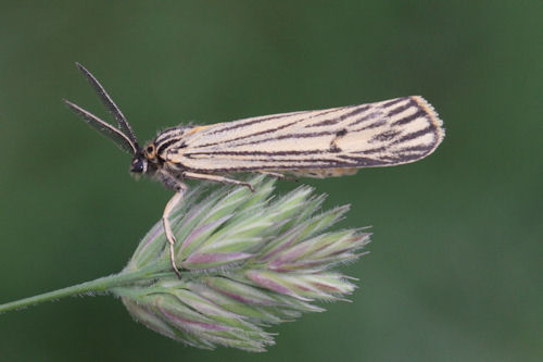 Coscinia striata: Bild 3