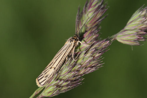 Coscinia striata: Bild 4