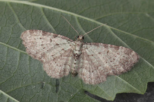 Pasiphila debiliata: Bild 7