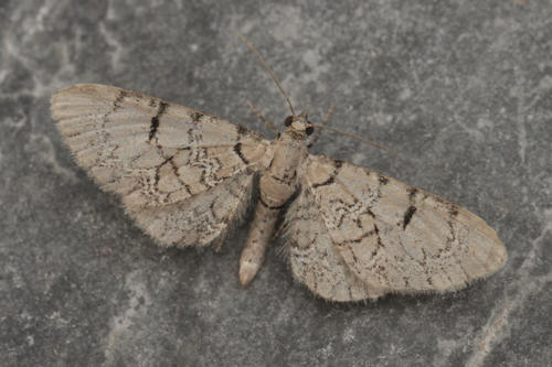 Eupithecia schiefereri: Bild 2