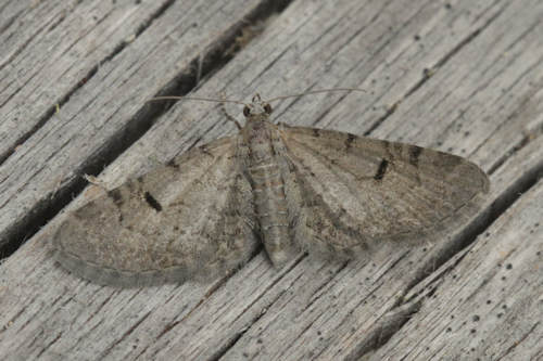 Eupithecia extraversaria: Bild 4