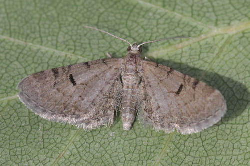 Eupithecia extraversaria: Bild 5