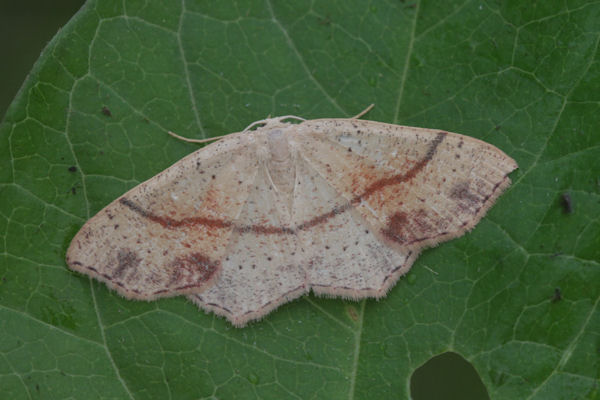 Cyclophora punctaria: Bild 11