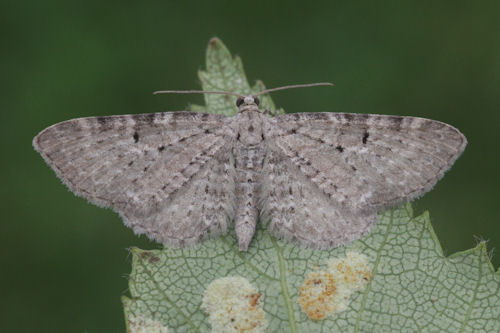 Eupithecia veratraria: Bild 1