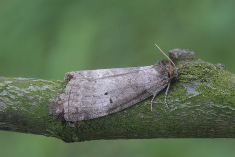 Ochropacha duplaris: Bild 3